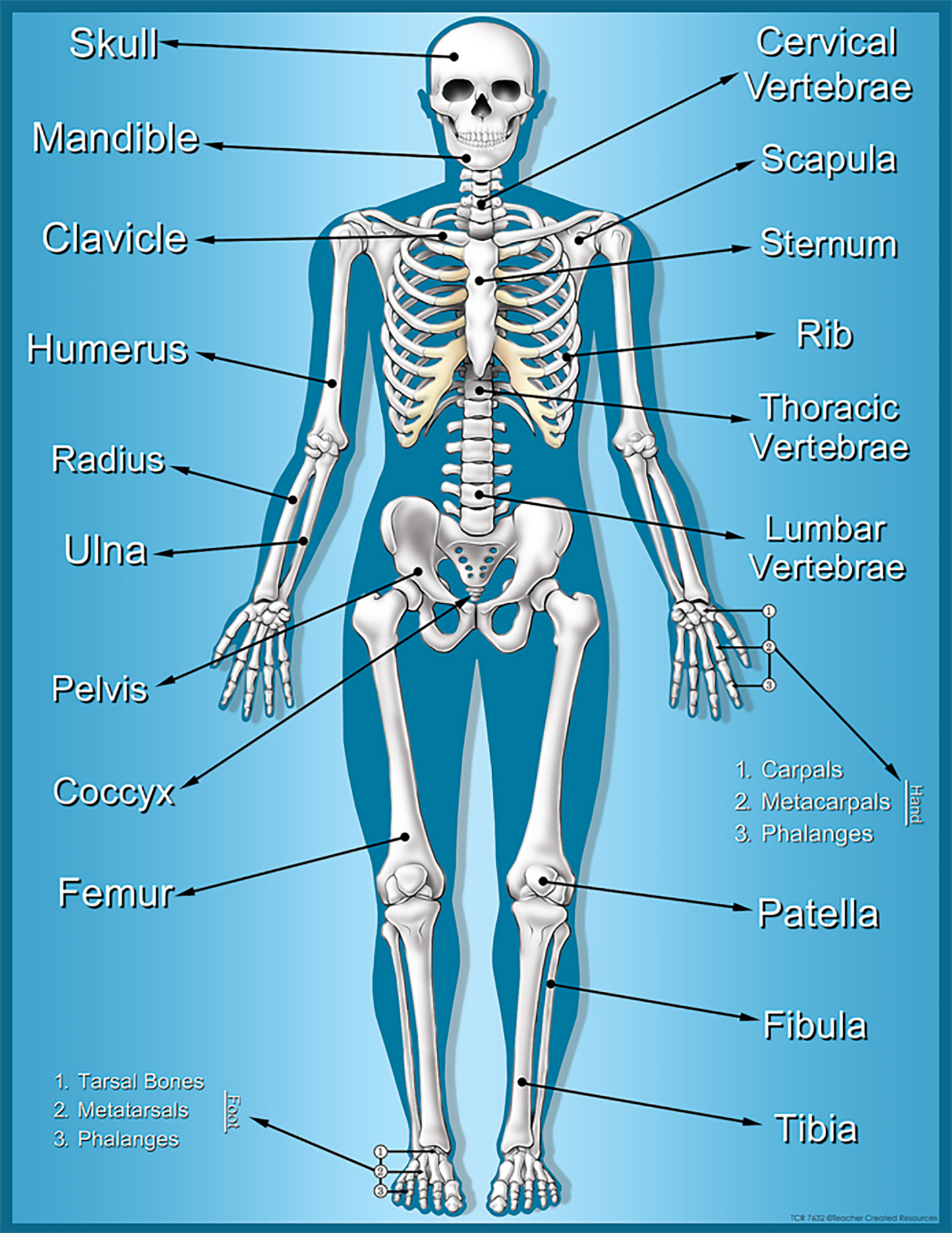 Science: Skeleton